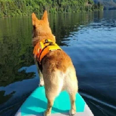 Gilet de Sauvetage Pour Chien- Dragon Orange