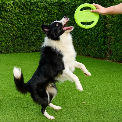 Frisbee-chien-non-toxique