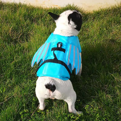 Gilet-de-sauvetage-chien-bleu-look