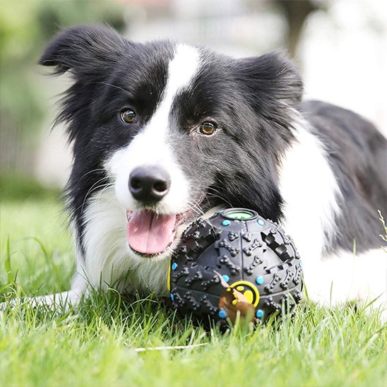 Jouet pour chien : indispensable compagnon de jeu de votre fidèle ami Votre chien tourne en rond