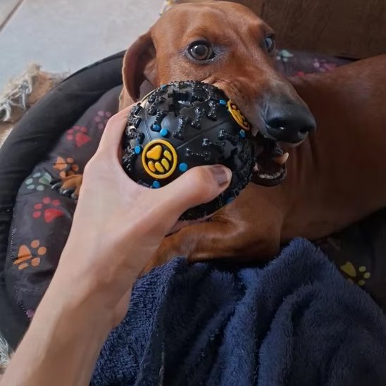 Jouet pour chien : indispensable compagnon de jeu de votre fidèle ami Votre chien tourne en rond, mâchouille vos chaussures ou creuse le jardin ? Ces comportements révèlent souvent un besoin simple