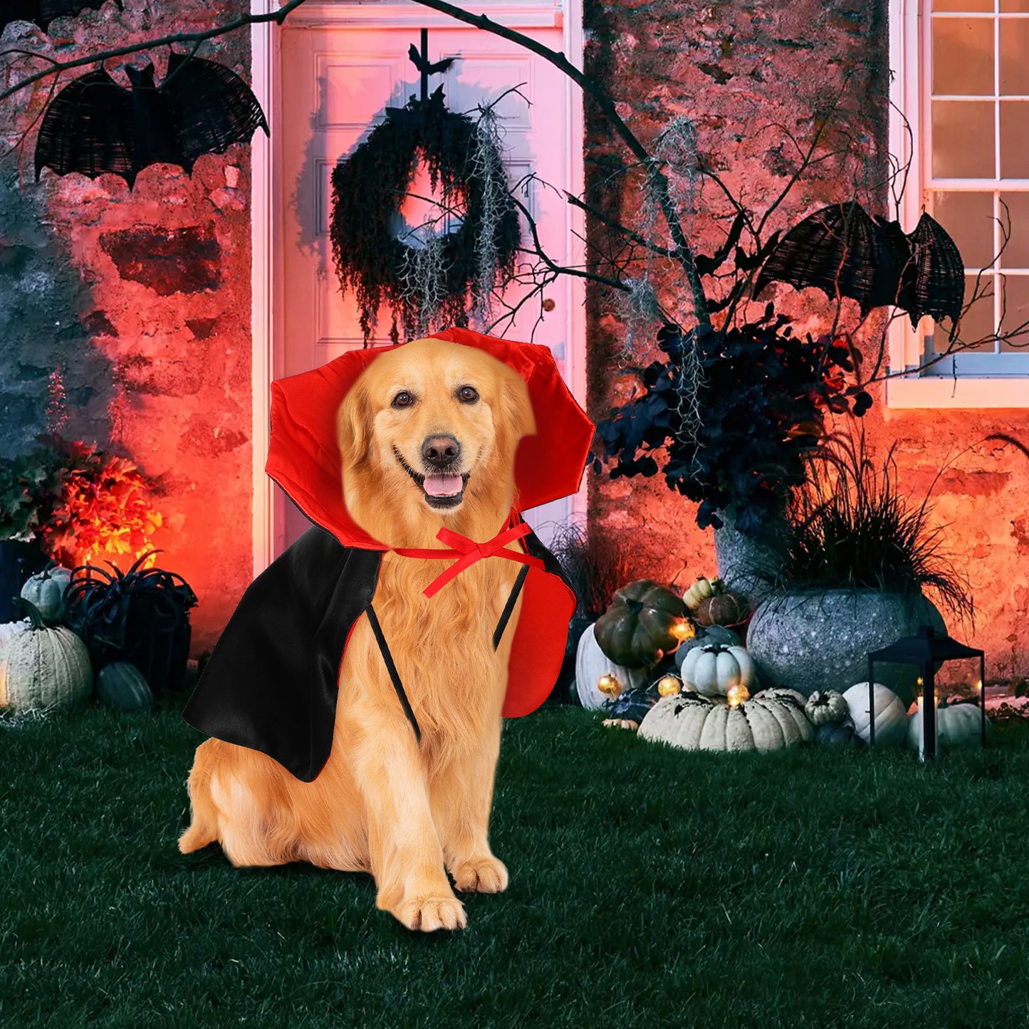 Costume pour chien vampire