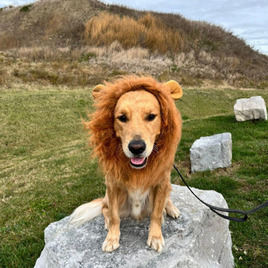Costume pour Chien - Lion