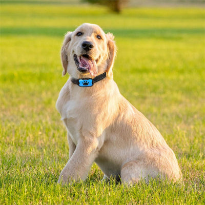 Collier de dressage pour Chien - Éducanin