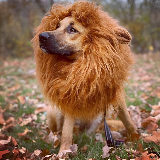 Costume pour Chien - Lion
