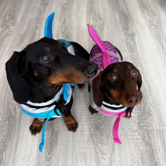 Gilet de Sauvetage pour chien - requin