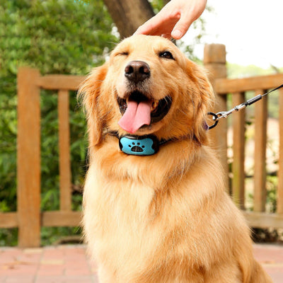 Collier de dressage pour Chien - Éducanin