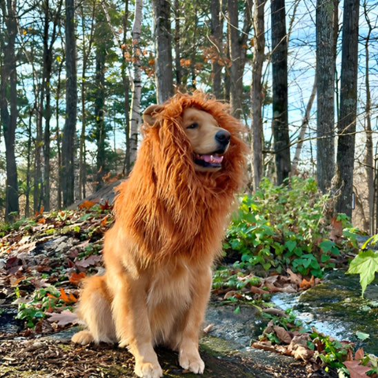 Costume pour Chien - Lion