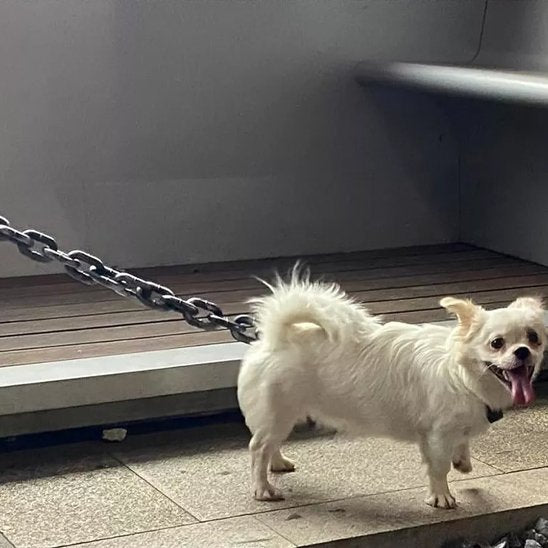 Laisse chien | Chaîne