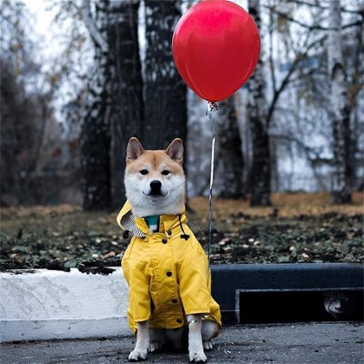 Manteau pour chien | Matelot Premium