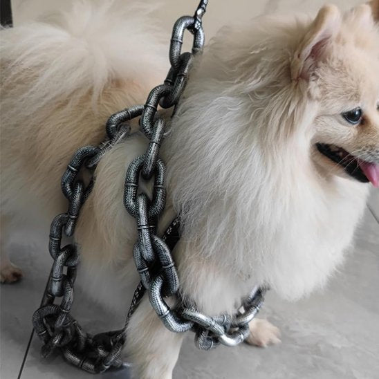 Laisse chien | Chaîne