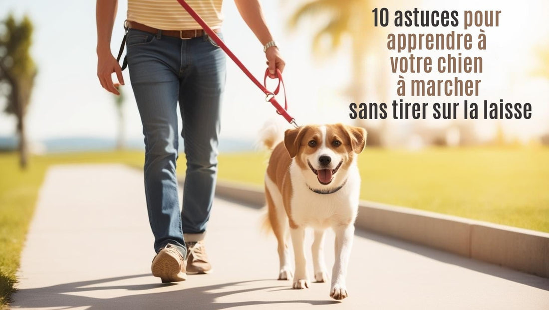 10 astuces pour apprendre à votre chien à marcher sans tirer sur la laisse - Le monde de Philo