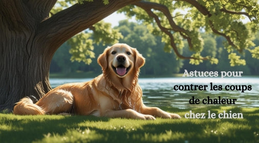 Astuces pour contrer les coups de chaleur chez le chien