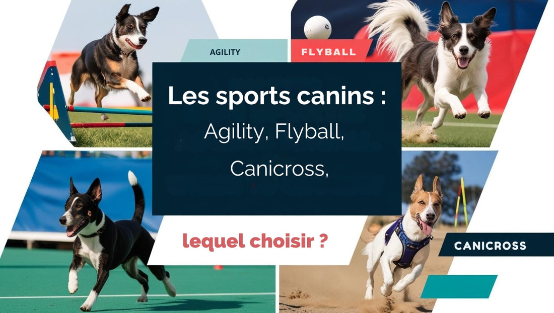Les sports canins : Agility, Flyball, ou Canicross, lequel choisir ?