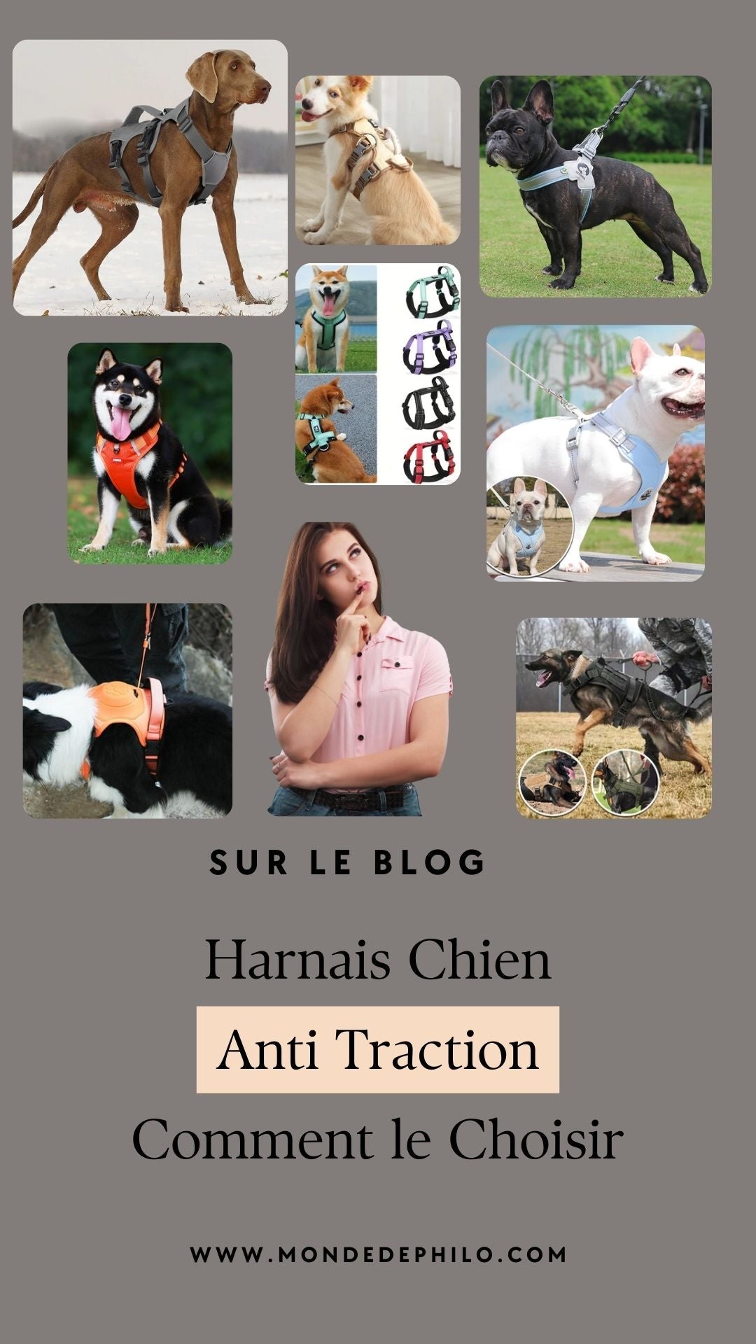 Harnais chien Anti traction : Comment le Choisir? - Le monde de Philo