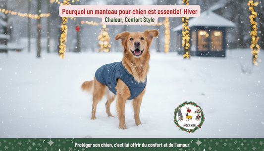 Pourquoi un manteau pour chien est essentiel - Parce qu’un chien bien protégé est un chien heureux — et un maître rassuré.