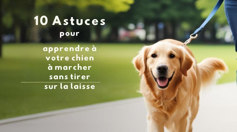10 astuces pour apprendre à votre chien à marcher sans tirer sur la laisse
