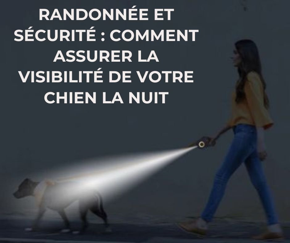 Randonnée et sécurité : comment assurer la visibilité de votre chien la nuit - Le monde de Philo