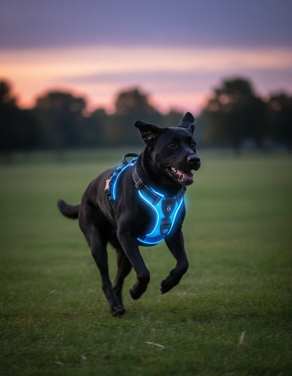 Harnais chien Flash | Confort optimal pour votre compagnon | Harnais pour chien