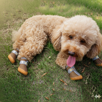 Chaussure Chien |  impermeable