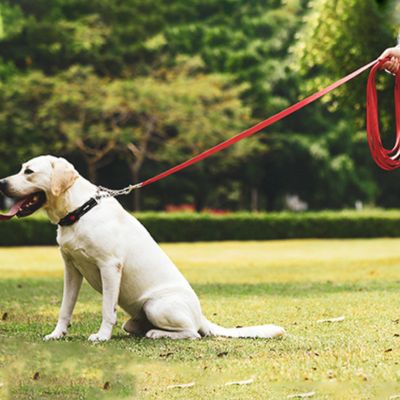 Longe pour Chien - LineaLibera™ - Nylon - 5 METRES