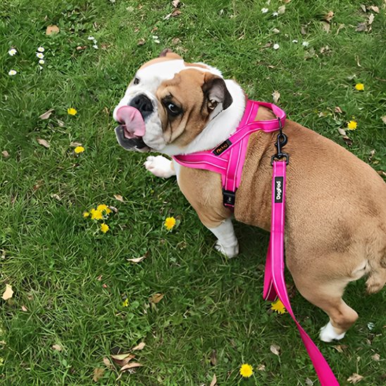 Harnais pour chien-avec-poignee