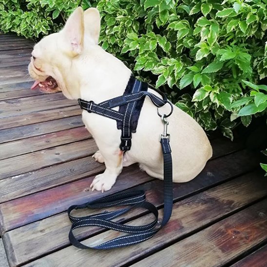 Harnais pour chien-ergonomique-et-doublure-velours