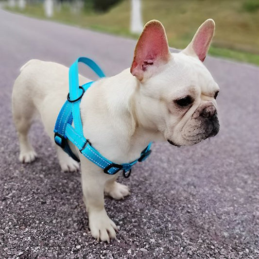 Harnais pour chien-ergonomique-sans-blessure