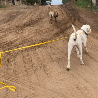 Longe pour Chien- Aventureiro™ - PVC - 9 mètres