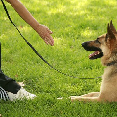 Longe pour Chien- Aventureiro™ - PVC - 9 mètres