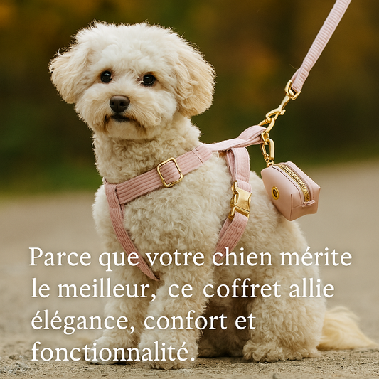 Ensemble d’accessoires pour chien – Élégance et confort au quotidien