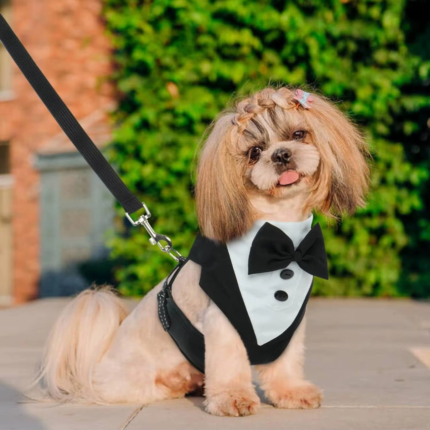 Harnais pour chien cérémonie – Le tuxedo qui fait sensation
