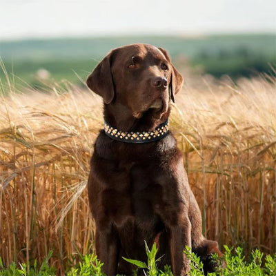 collier-chien-cuire