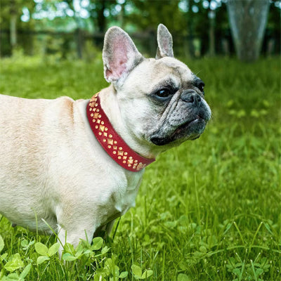 collier-chien-elegant-rouge