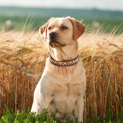 collier-chien-elegant