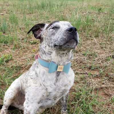 collier-chien-noeud-papillon-bleu