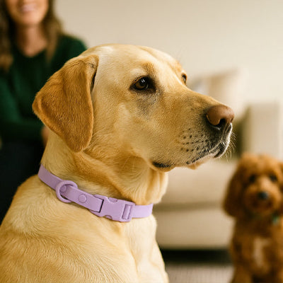 collier-chien-pvc-mauve