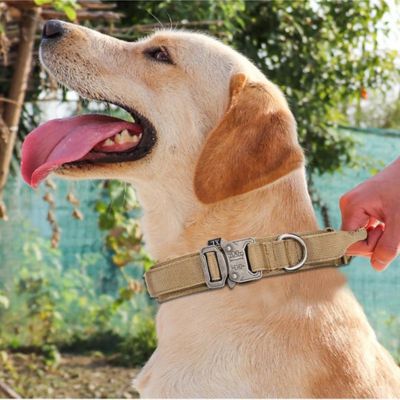 Collier Chien - Ultra Beige - Le monde de Philo