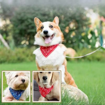 Collier pour Chien - Bandana - Le monde de Philo