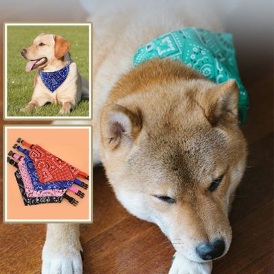 Collier pour Chien - Bandana - Le monde de Philo