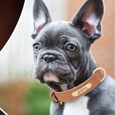 collier pour chien - Élégance™ - Le monde de Philo