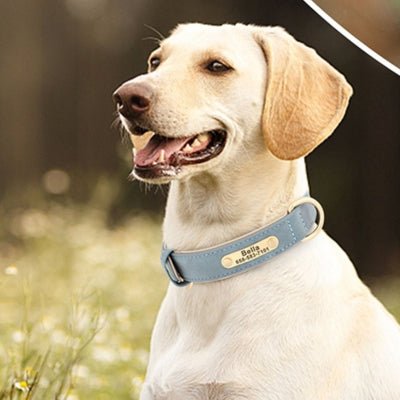 collier pour chien - Élégance™ - Le monde de Philo