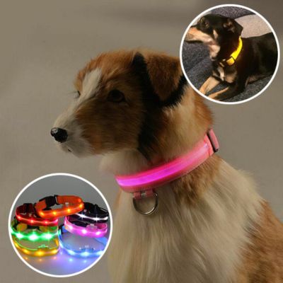 Collier pour Chien - Lumineux Orange - Le monde de Philo