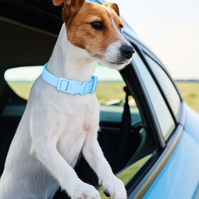 collier-pour-chien-pvc-bleu