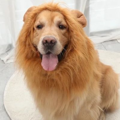 Costume pour Chien - Lion - Le monde de Philo