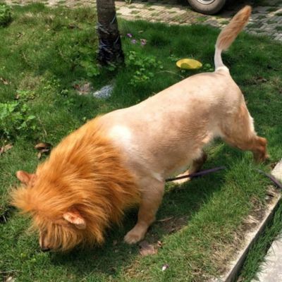 Costume pour Chien - Lion - Le monde de Philo