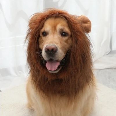 Costume pour Chien - Lion - Le monde de Philo