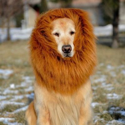 Costume pour Chien - Lion - Le monde de Philo