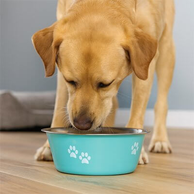 gamelle-chien-inox-antiderapante