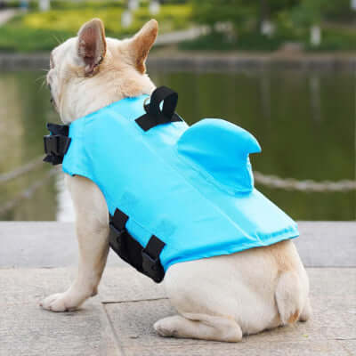gilet-de-sauvetage-chien-ete
